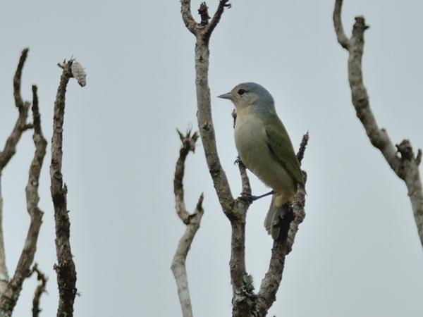 <h3><a href="/trips/salesopolis-2014/biota/animalia/chordata/aves/040 passeriformes/127 thraupidae/conirostrum speciosum/conirostrum speciosum-nl.html">Conirostrum&nbsp;speciosum</a> / Chestnut‑vented&nbsp;conebill / Roodbuikspitssnavel</h3>NIKON D7100 met AF-S Nikkor 300mm f/2.8G IF-ED VR II, 1/2500 sec  bij F4.8, ISO 200, afstand 19.9&nbsp;m